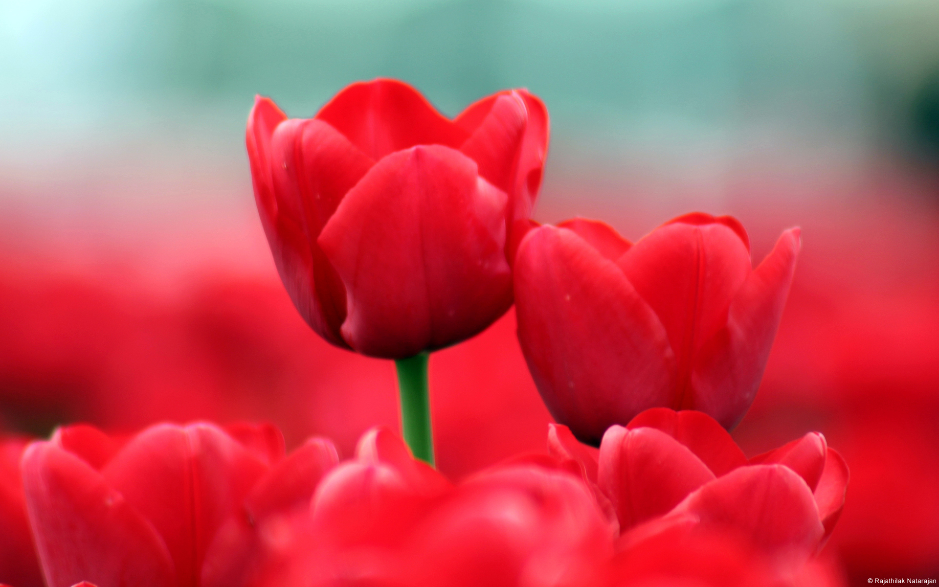 Red Tulips645899026